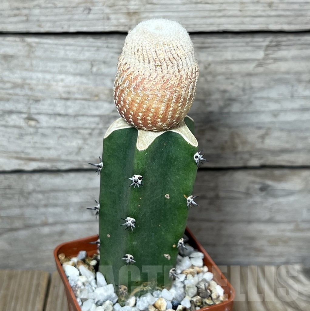 SHPR23249 Yavia cryptocarpa, grafted - Image 2