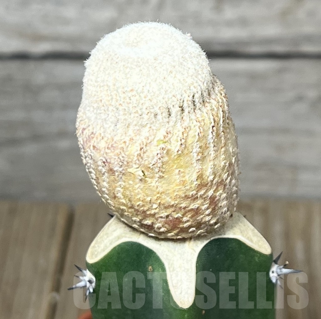 SHPR23249 Yavia cryptocarpa, grafted