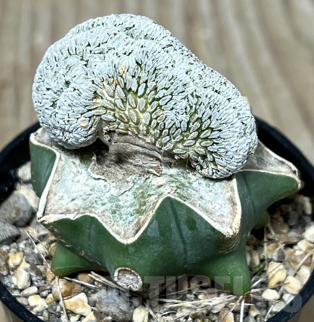 SHPR23251 Pelecyphora aselliformis f. cristata, grafted