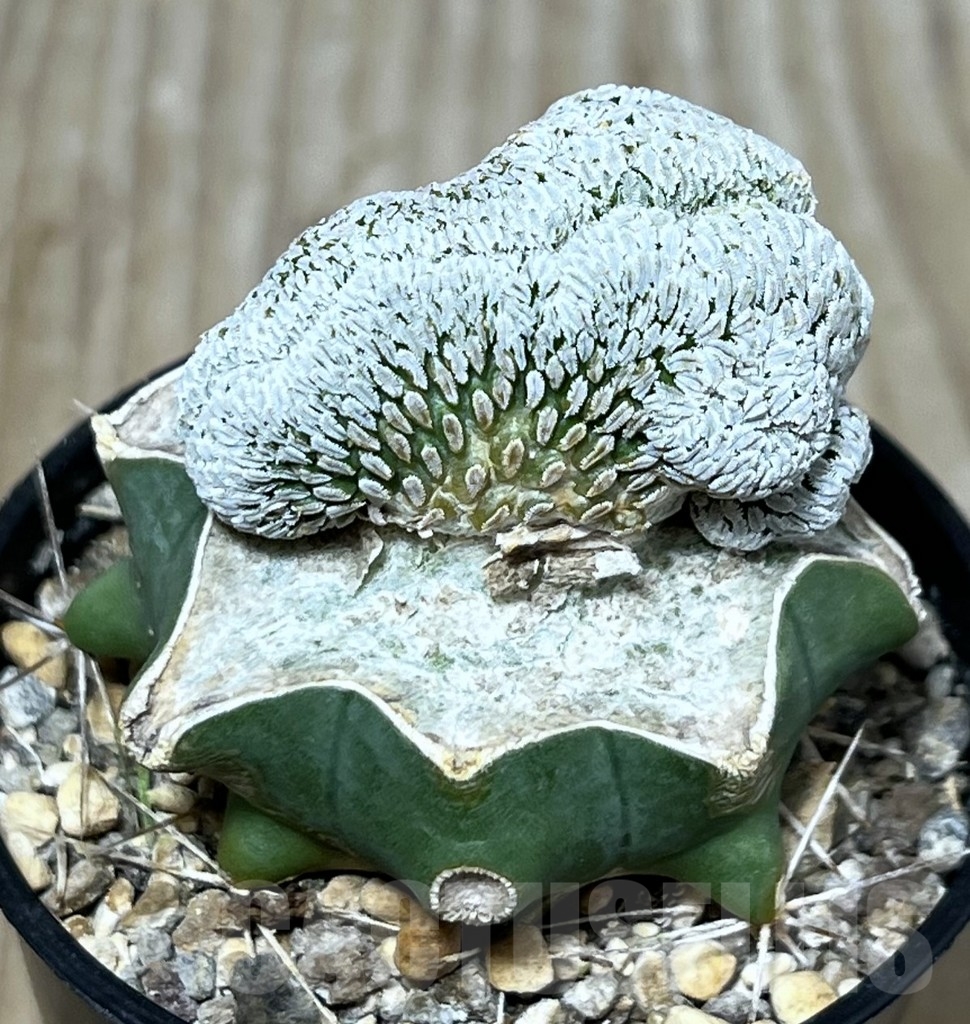 SHPR23251 Pelecyphora aselliformis f. cristata, grafted – Image 2