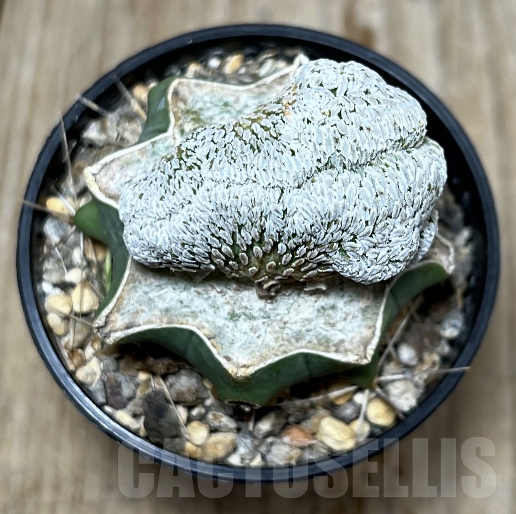 SHPR23251 Pelecyphora aselliformis f. cristata, grafted – Image 3