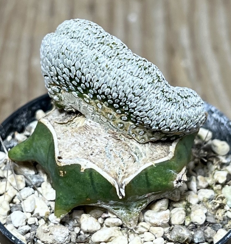 SHPR23252 Pelecyphora aselliformis f. cristata, grafted – Bild 2