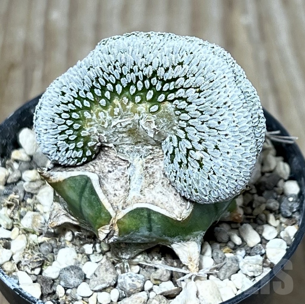 SHPR23252 Pelecyphora aselliformis f. cristata, grafted