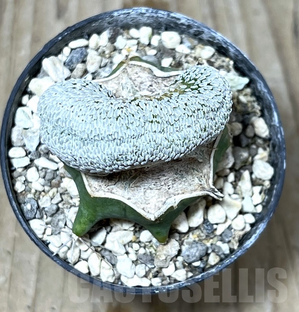 SHPR23252 Pelecyphora aselliformis f. cristata, grafted – Bild 3