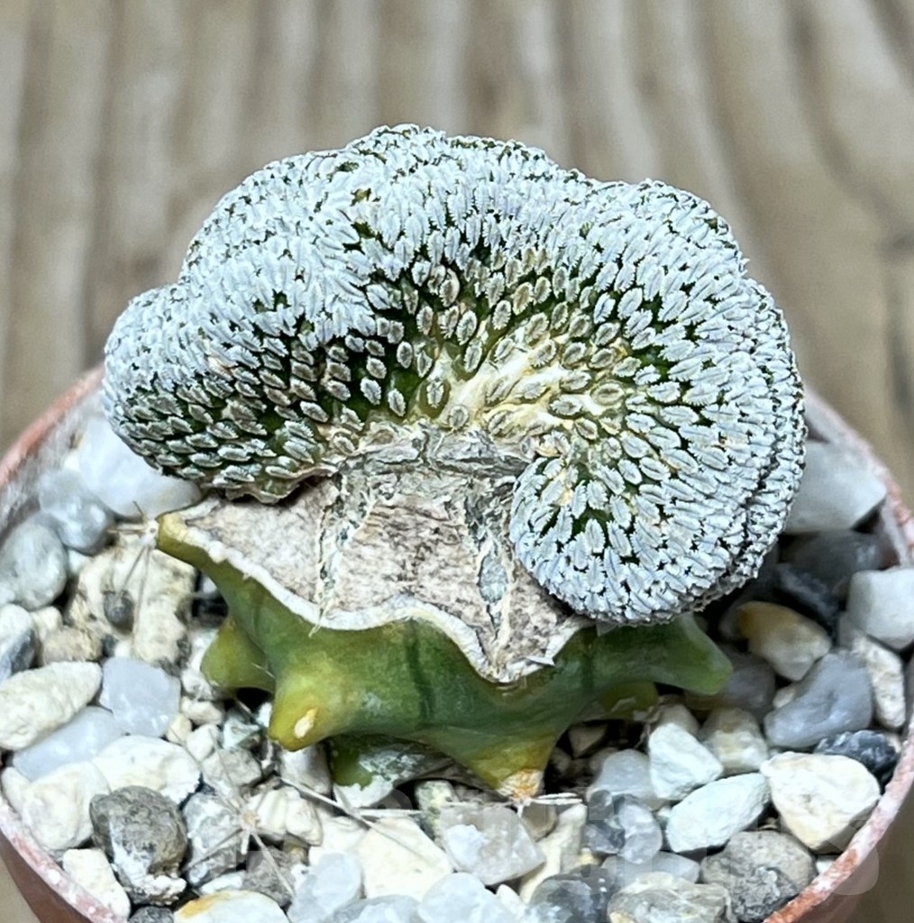 SHPR23253 Pelecyphora aselliformis f. cristata, grafted