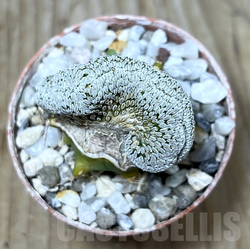 SHPR23253 Pelecyphora aselliformis f. cristata, grafted - Image 2