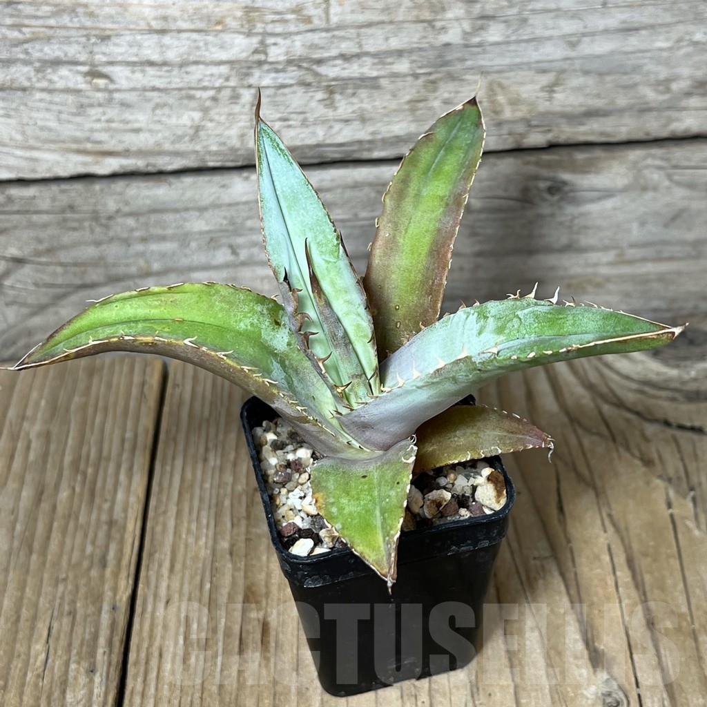 SHPR23255 Agave titanota ‘Blue Alabaster’ - immagine 2