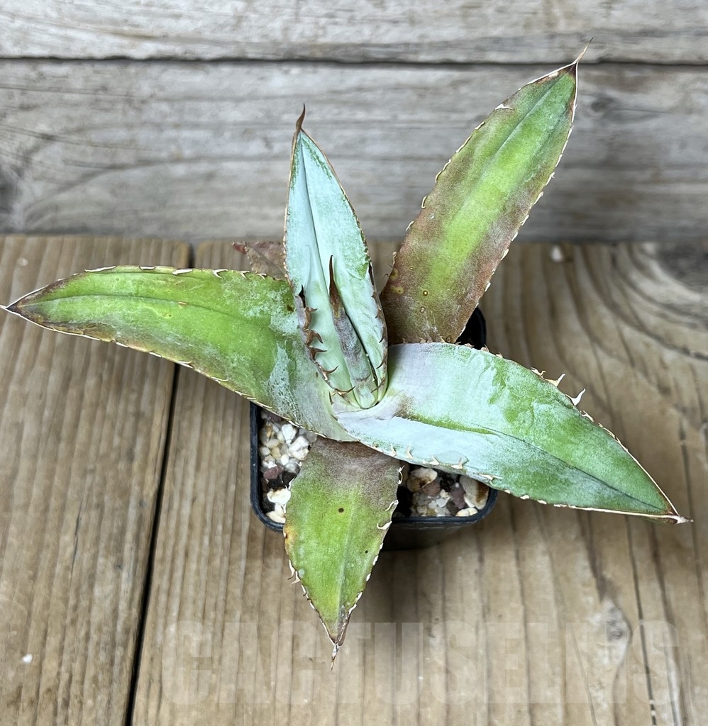 SHPR23255 Agave titanota ‘Blue Alabaster’ - immagine 3