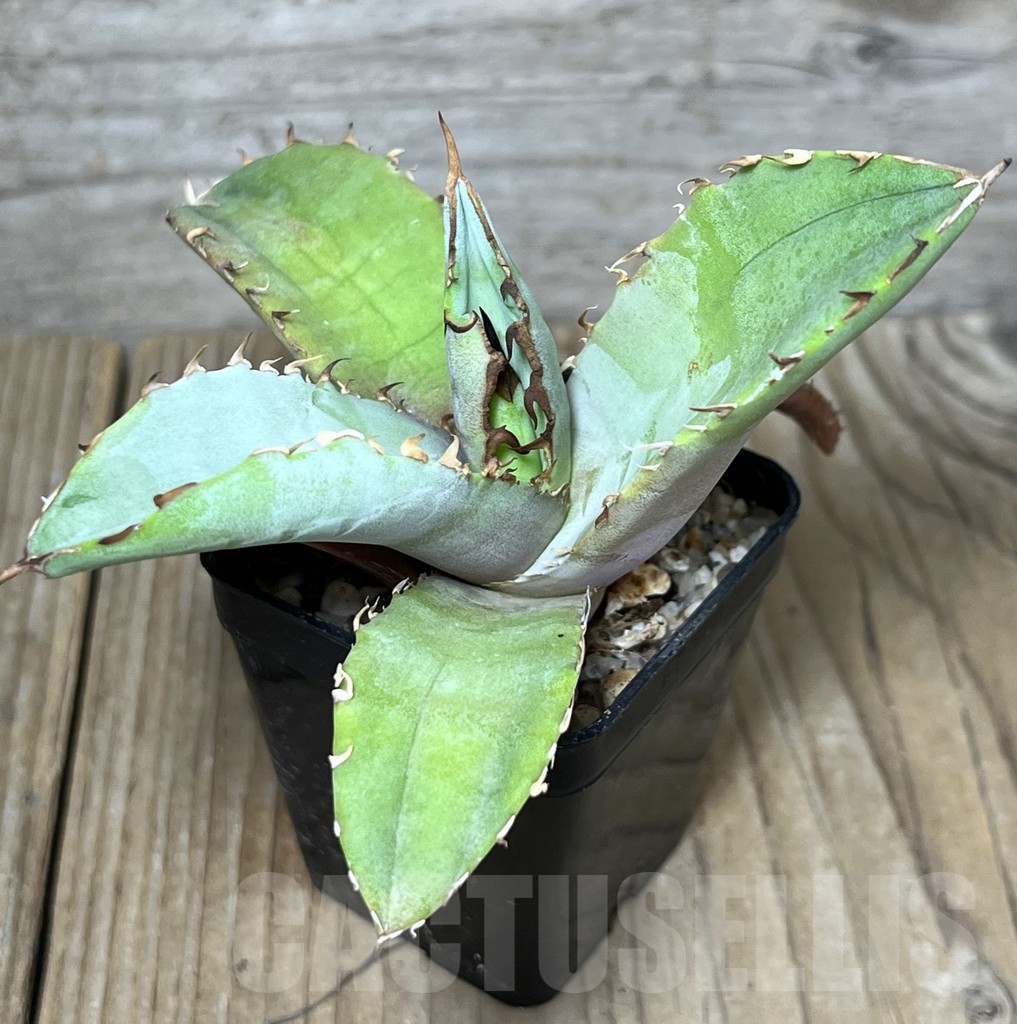 SHPR23256 Agave titanota ‘Blue Alabaster’