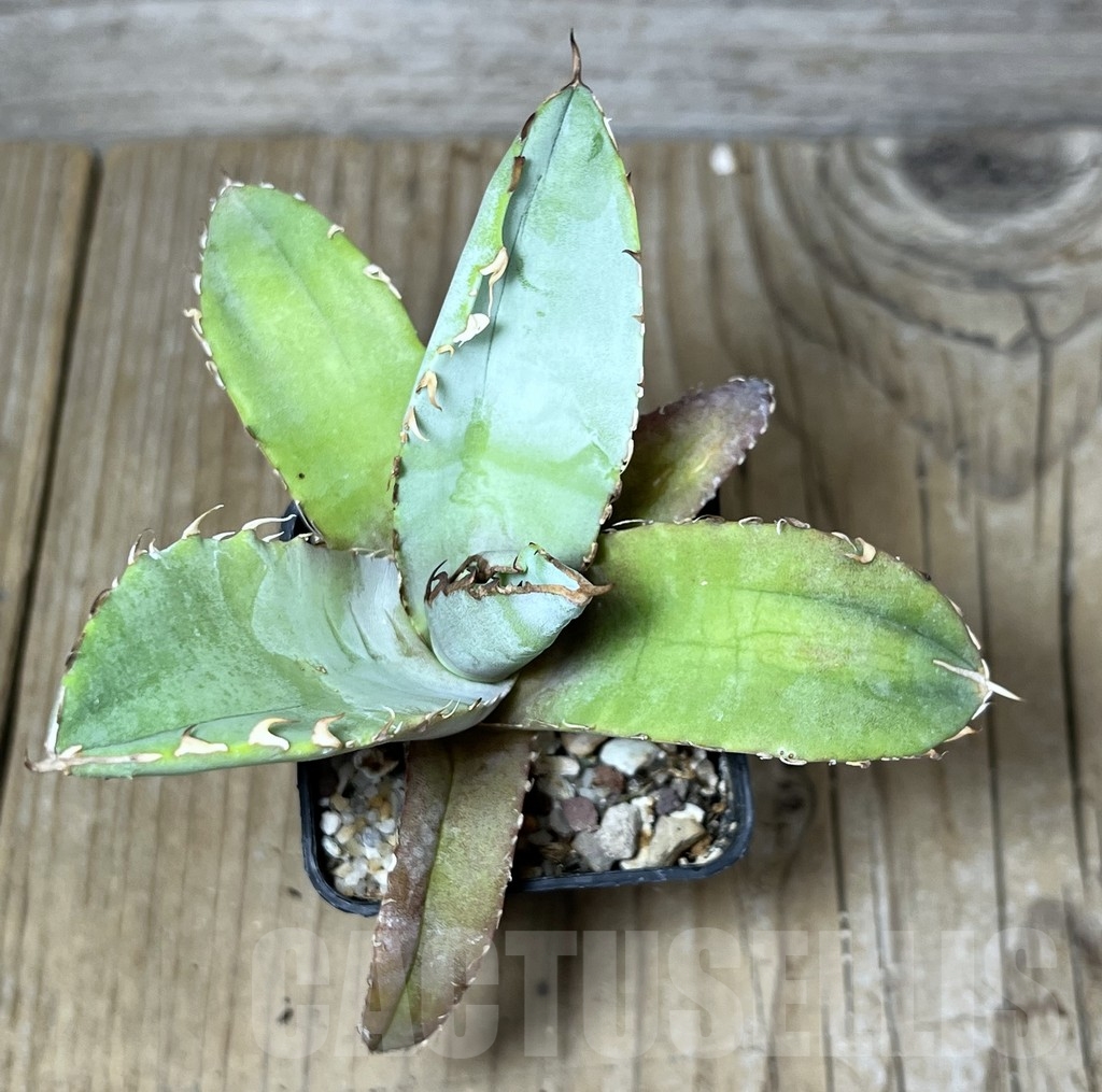 SHPR23256 Agave titanota ‘Blue Alabaster’ - immagine 2