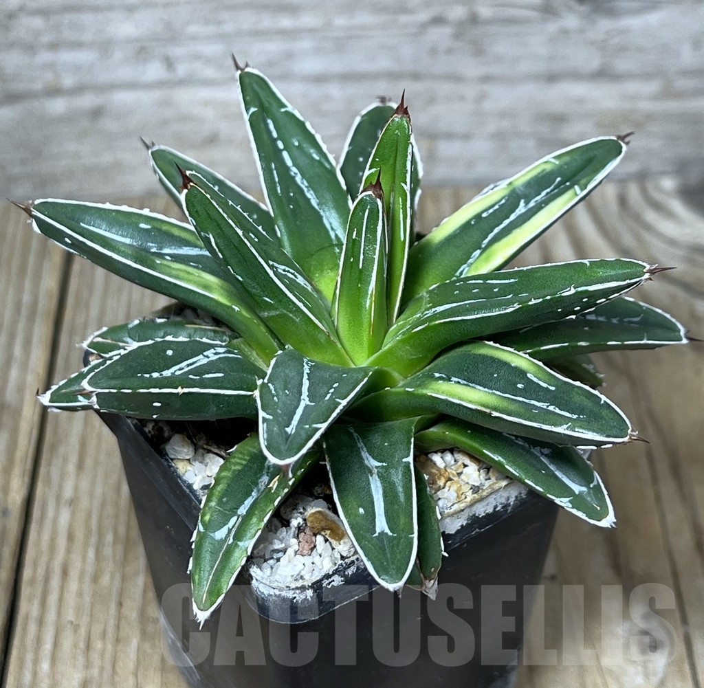 SHPR23257 Agave victoriae-reginae v. compacta