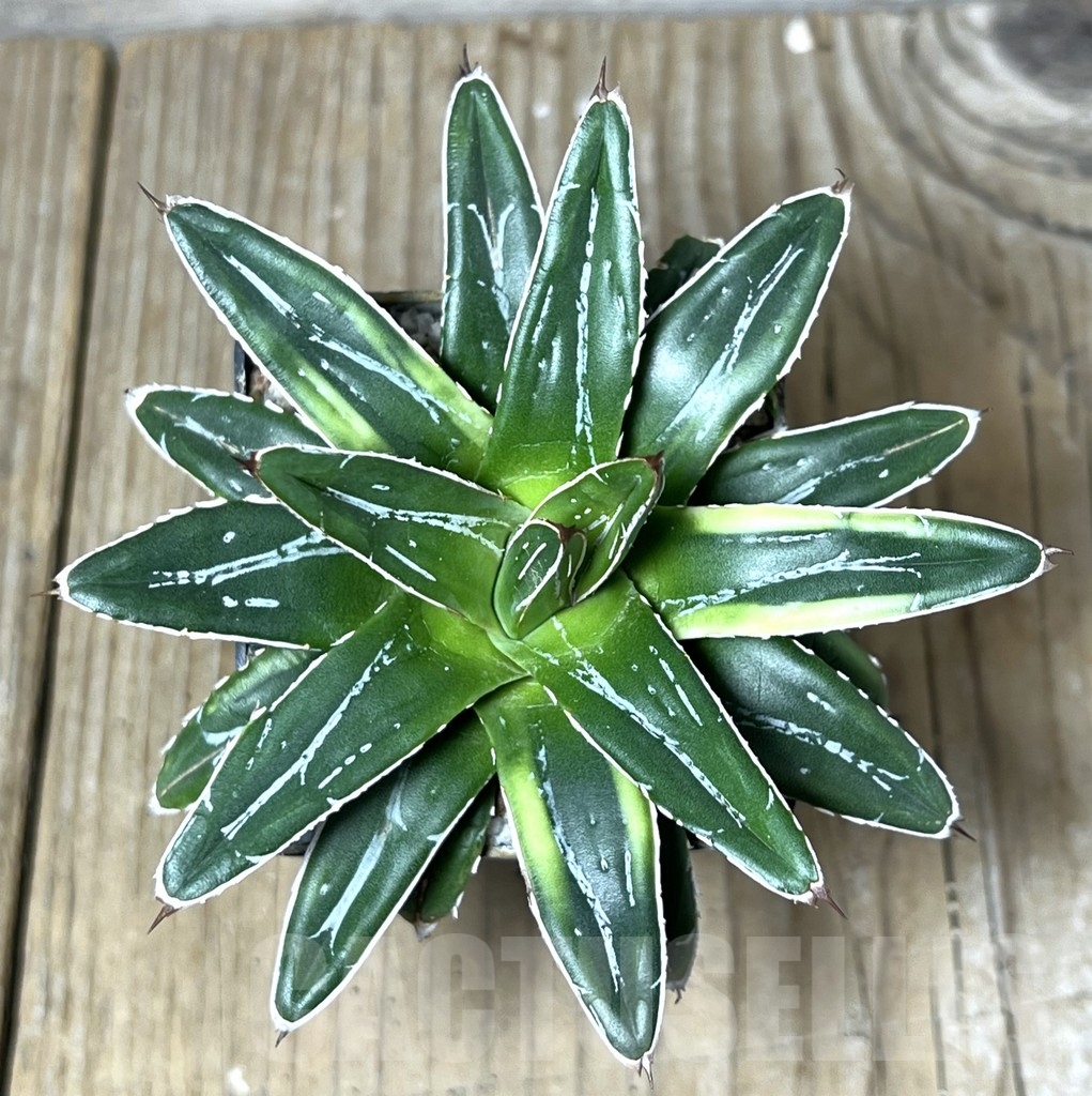 SHPR23257 Agave victoriae-reginae v. compacta - Image 2