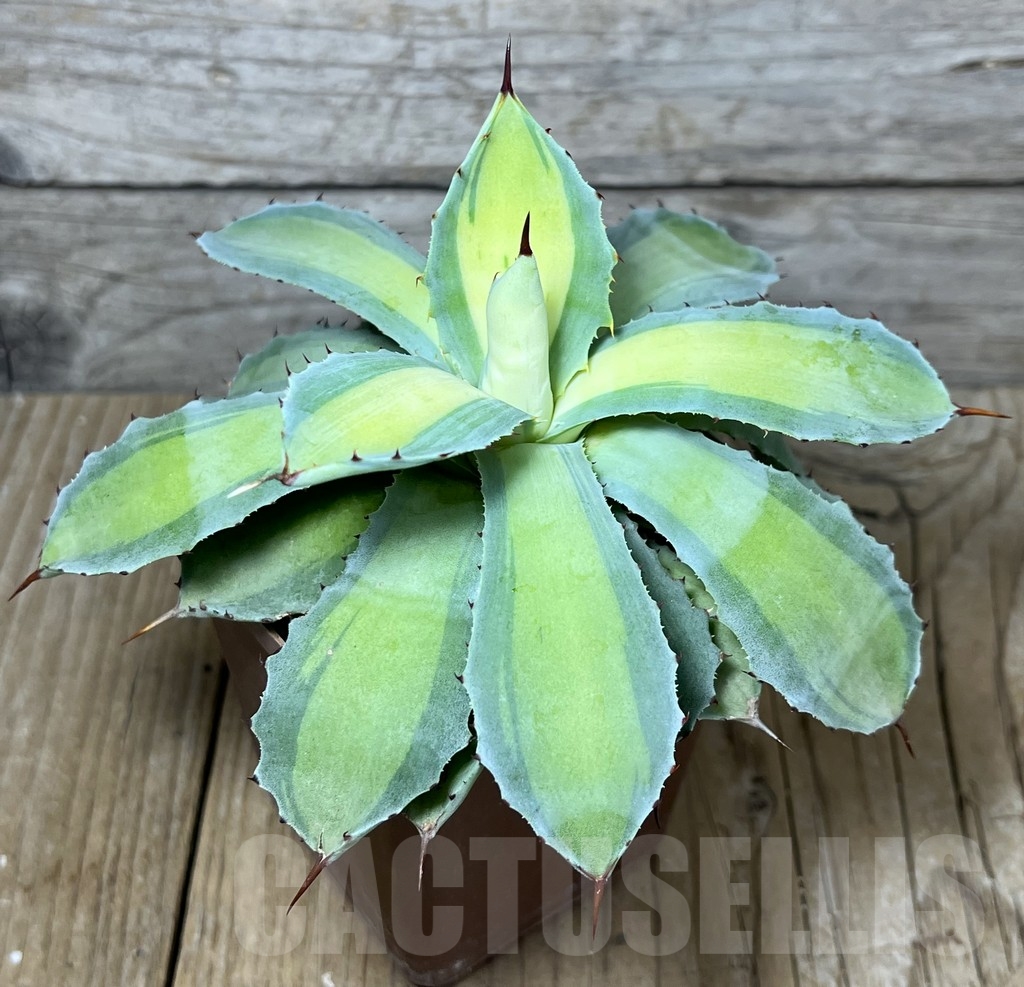 SHPR23258 Agave potatorum ‘Rum Runner’ - Image 2