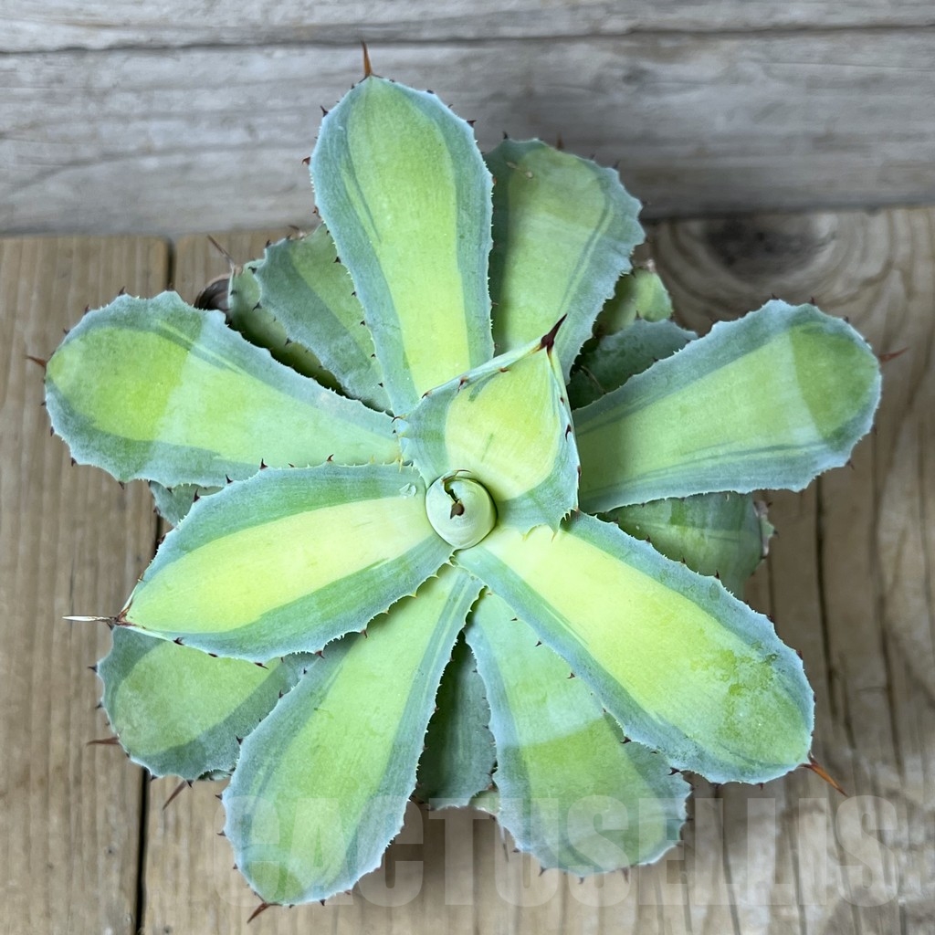 SHPR23258 Agave potatorum ‘Rum Runner’