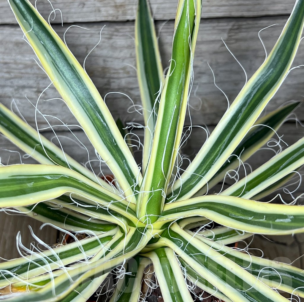 SHPR23259 Agave filifera f. compacta marginata (Agave filifera subs. schidigera cv. Shira Ito No Hoi)