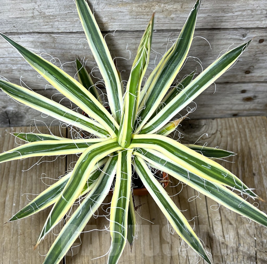 SHPR23259 Agave filifera f. compacta marginata (Agave filifera subs. schidigera cv. Shira Ito No Hoi) - Image 2