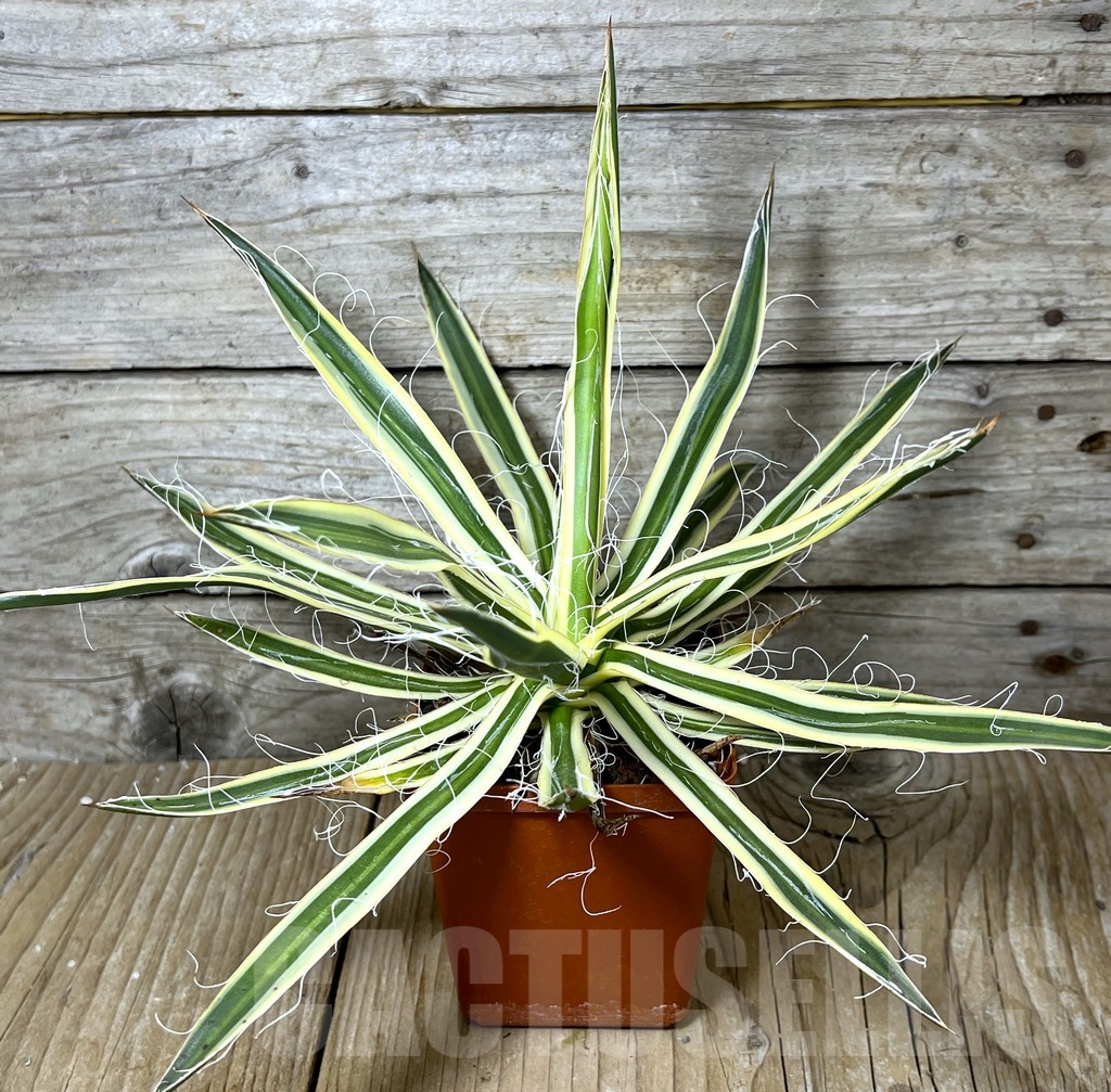SHPR23259 Agave filifera f. compacta marginata (Agave filifera subs. schidigera cv. Shira Ito No Hoi) - Image 3