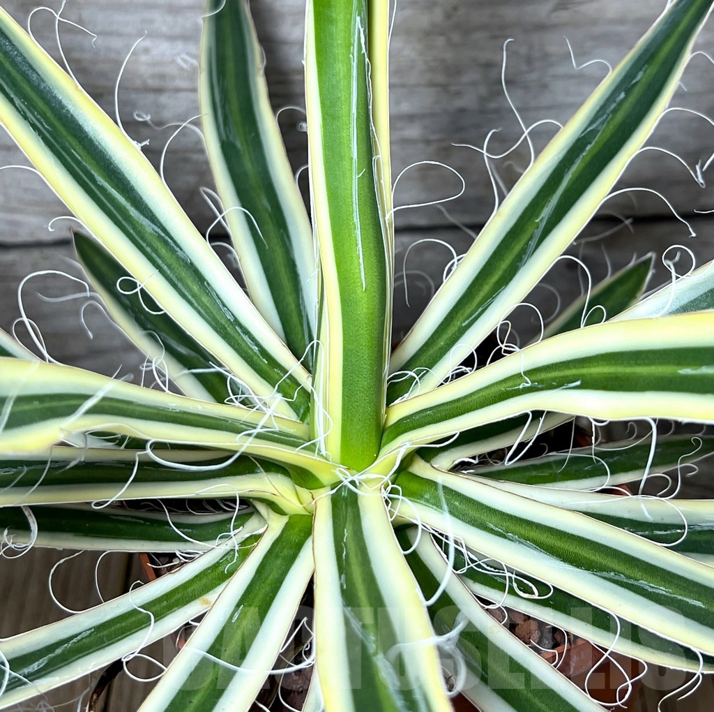 SHPR23260 Agave filifera f. compacta marginata (Agave filifera subs. schidigera cv. Shira Ito No Hoi)