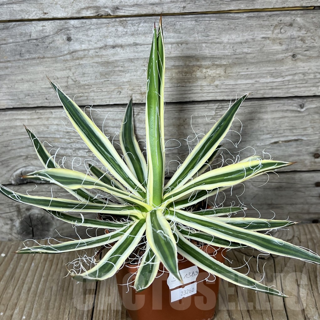 SHPR23260 Agave filifera f. compacta marginata (Agave filifera subs. schidigera cv. Shira Ito No Hoi) - Image 2