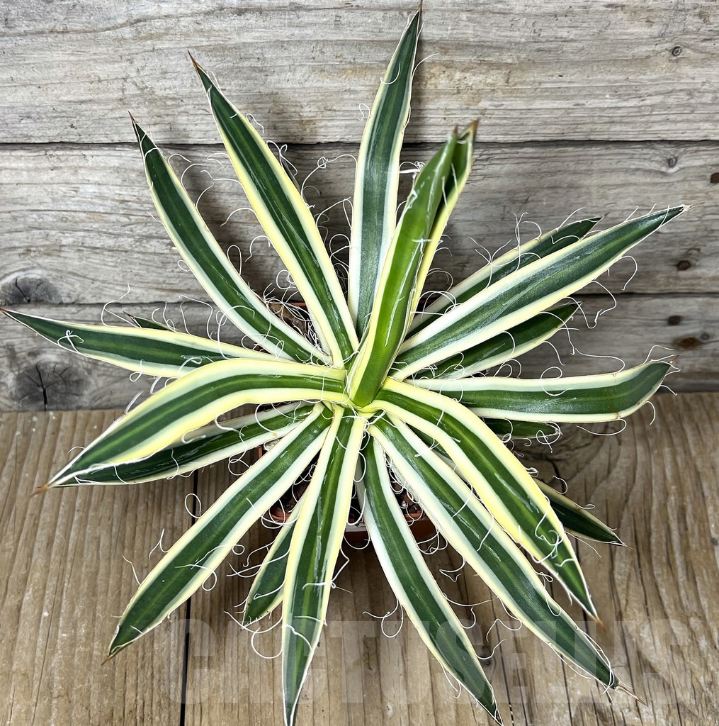 SHPR23260 Agave filifera f. compacta marginata (Agave filifera subs. schidigera cv. Shira Ito No Hoi) - Image 3