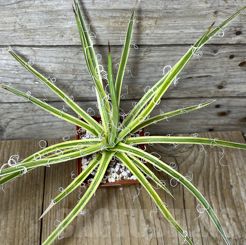 SHPR23261 Agave x leopoldi - immagine 3