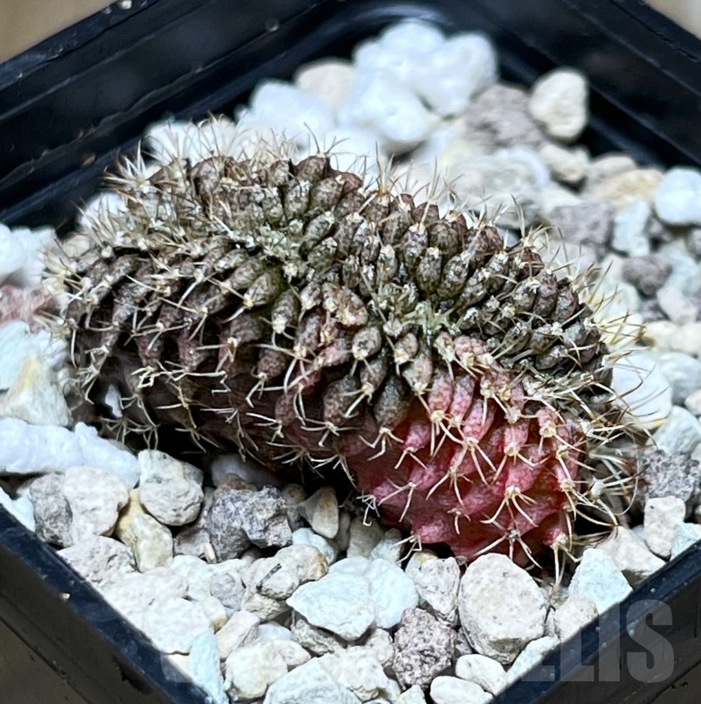 SHPR23330 Gymnocalycium mihanovichii f. variegata cristata
