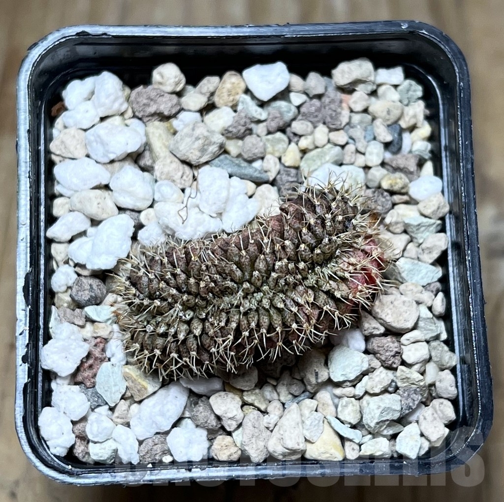 SHPR23330 Gymnocalycium mihanovichii f. variegata cristata - Obrázek 2