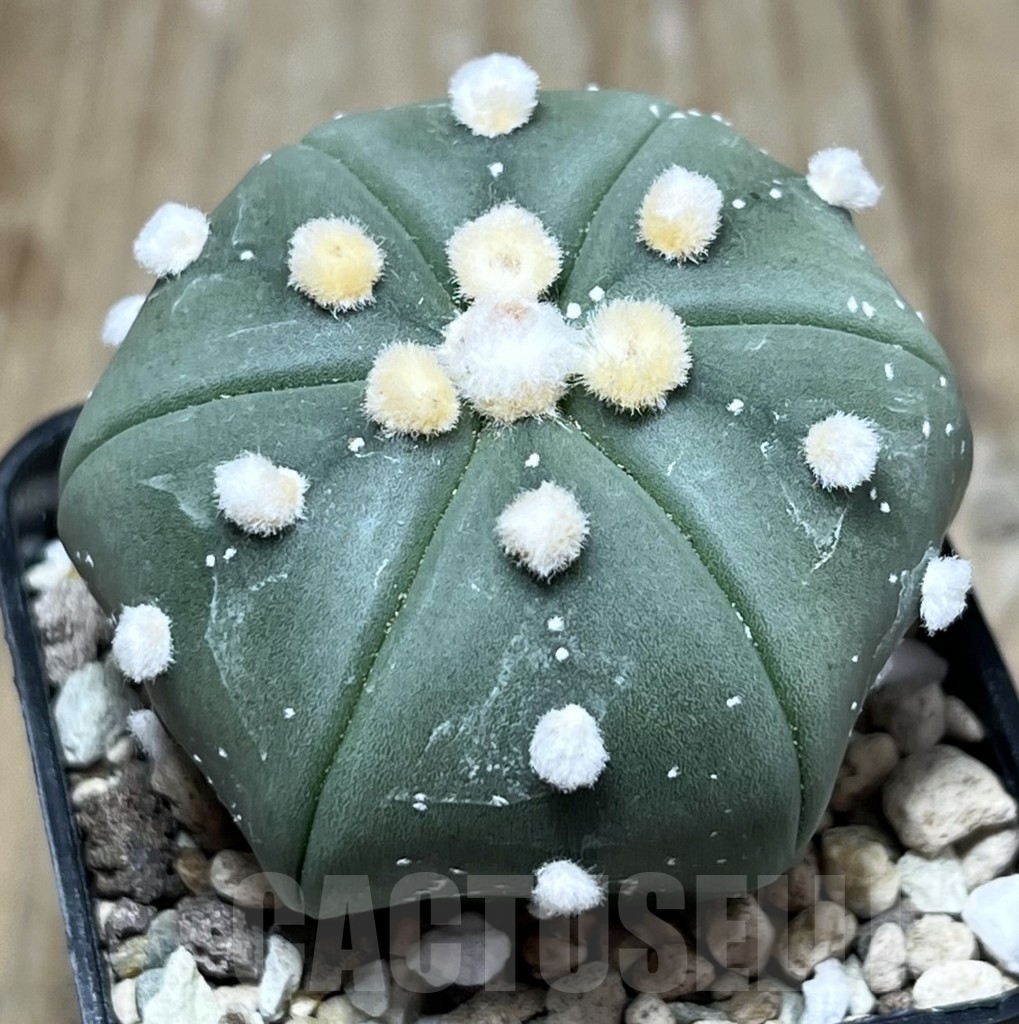 SHPR23335 Astrophytum asterias ‘Ooibo’, 6-ribs