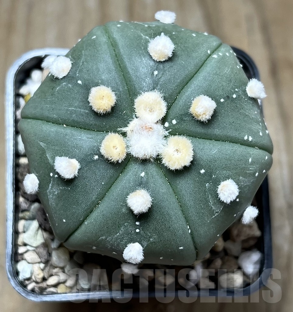 SHPR23335 Astrophytum asterias ‘Ooibo’, 6-ribs - Obrázek 2