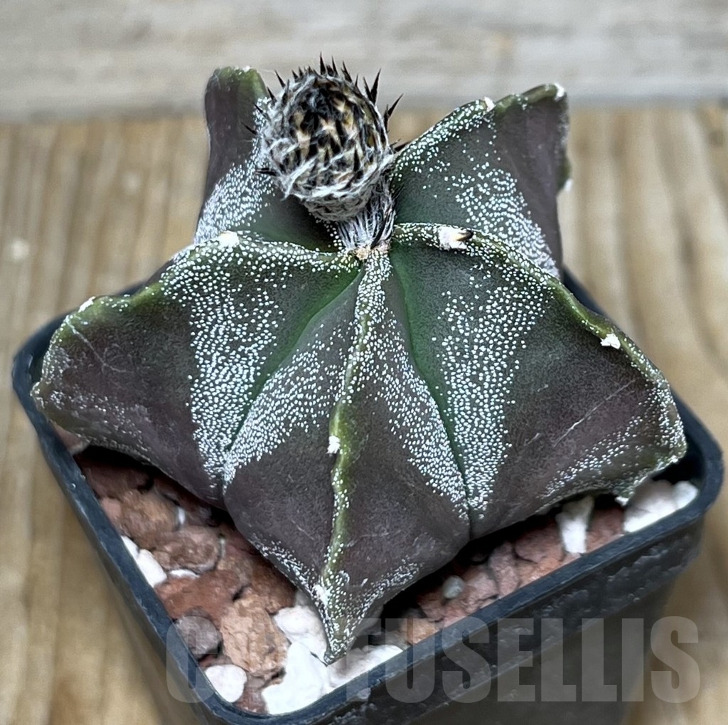 SHPR23343 Astrophytum myriostigma ‘Kikko’
