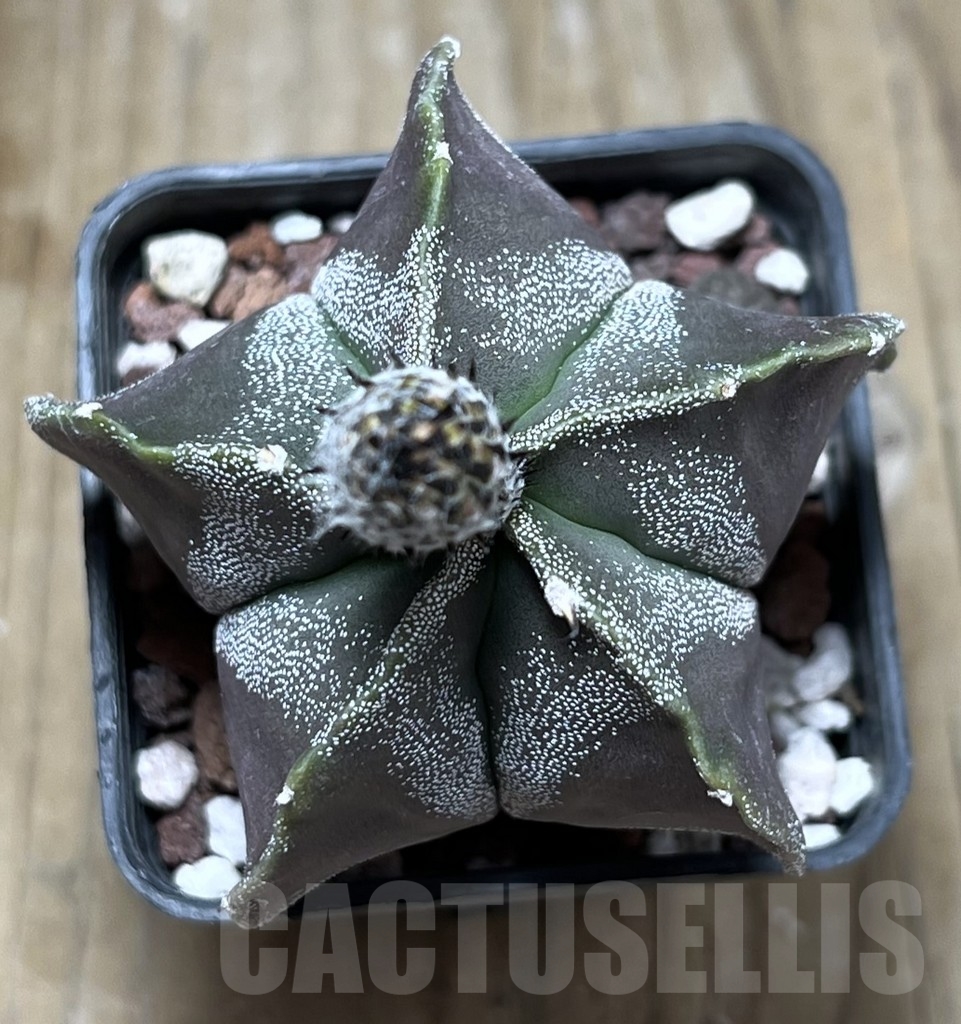 SHPR23343 Astrophytum myriostigma ‘Kikko’ - Obrázek 2