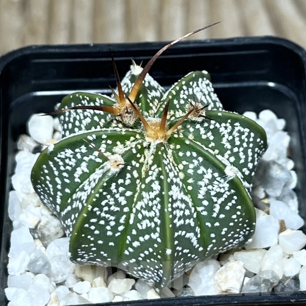 SHPR23353 Astrophytum asterias x capricorne