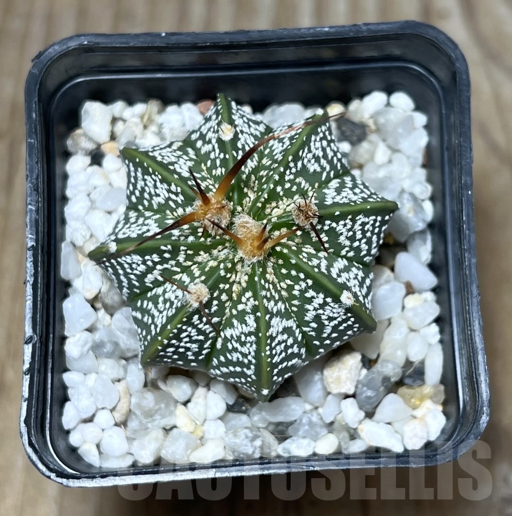 SHPR23353 Astrophytum asterias x capricorne - 画像 (2)