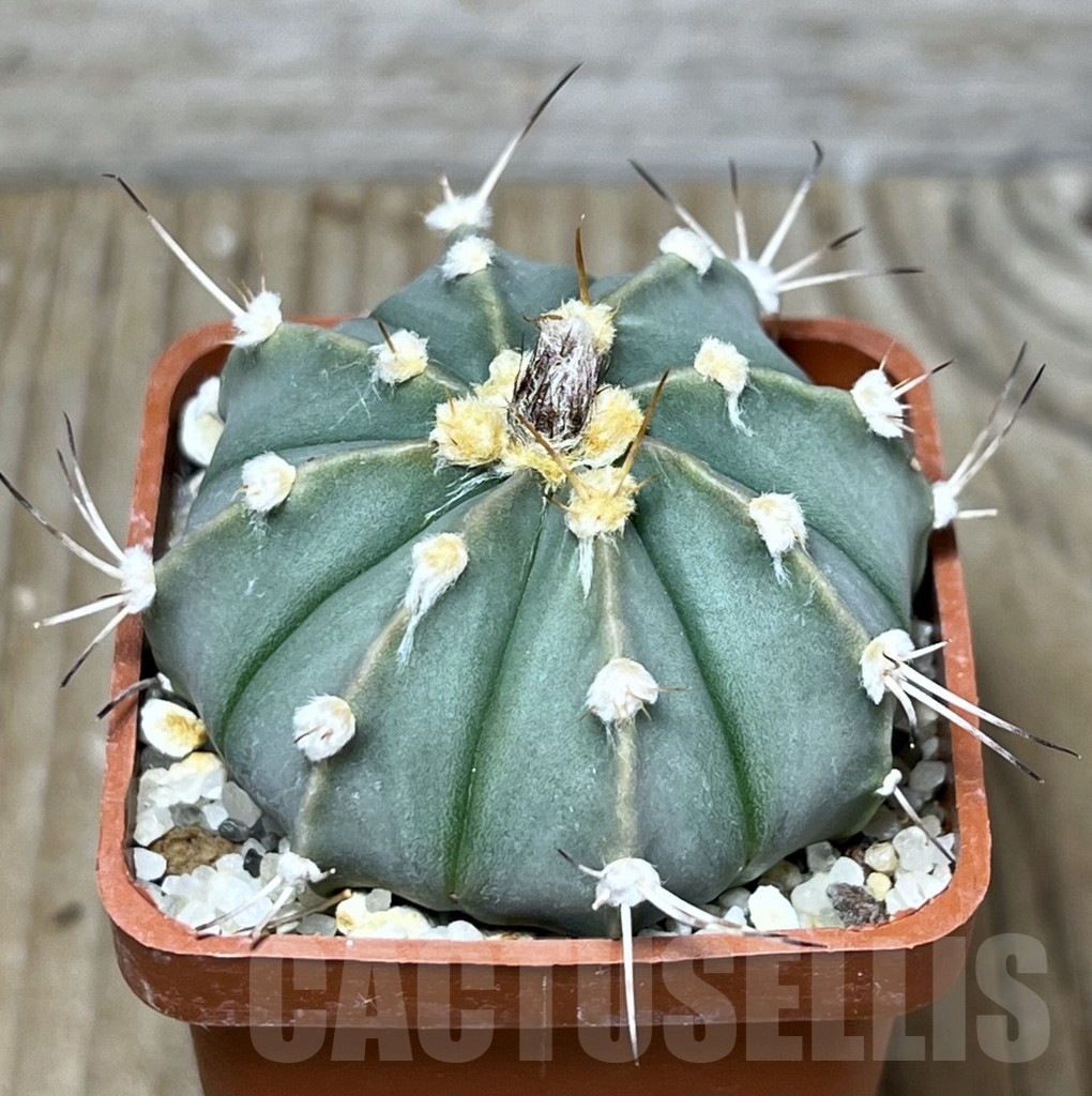 SHPR23354 Astrophytum asterias x senile v. aureum