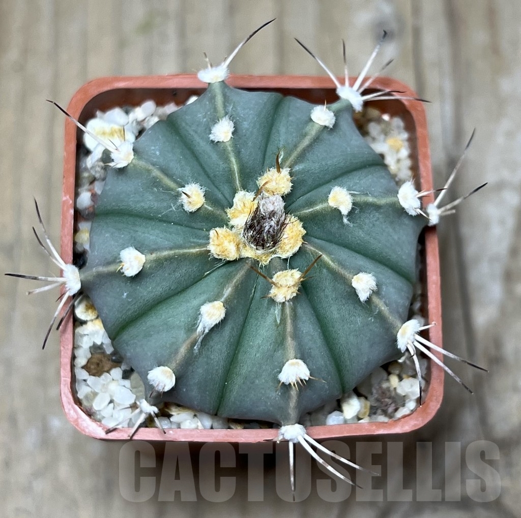 SHPR23354 Astrophytum asterias x senile v. aureum - 画像 (2)