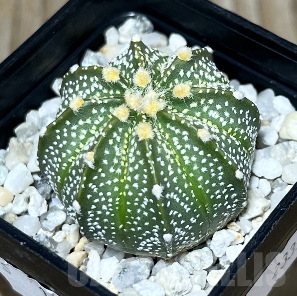 SHPR23355 Astrophytum asterias x capricorne