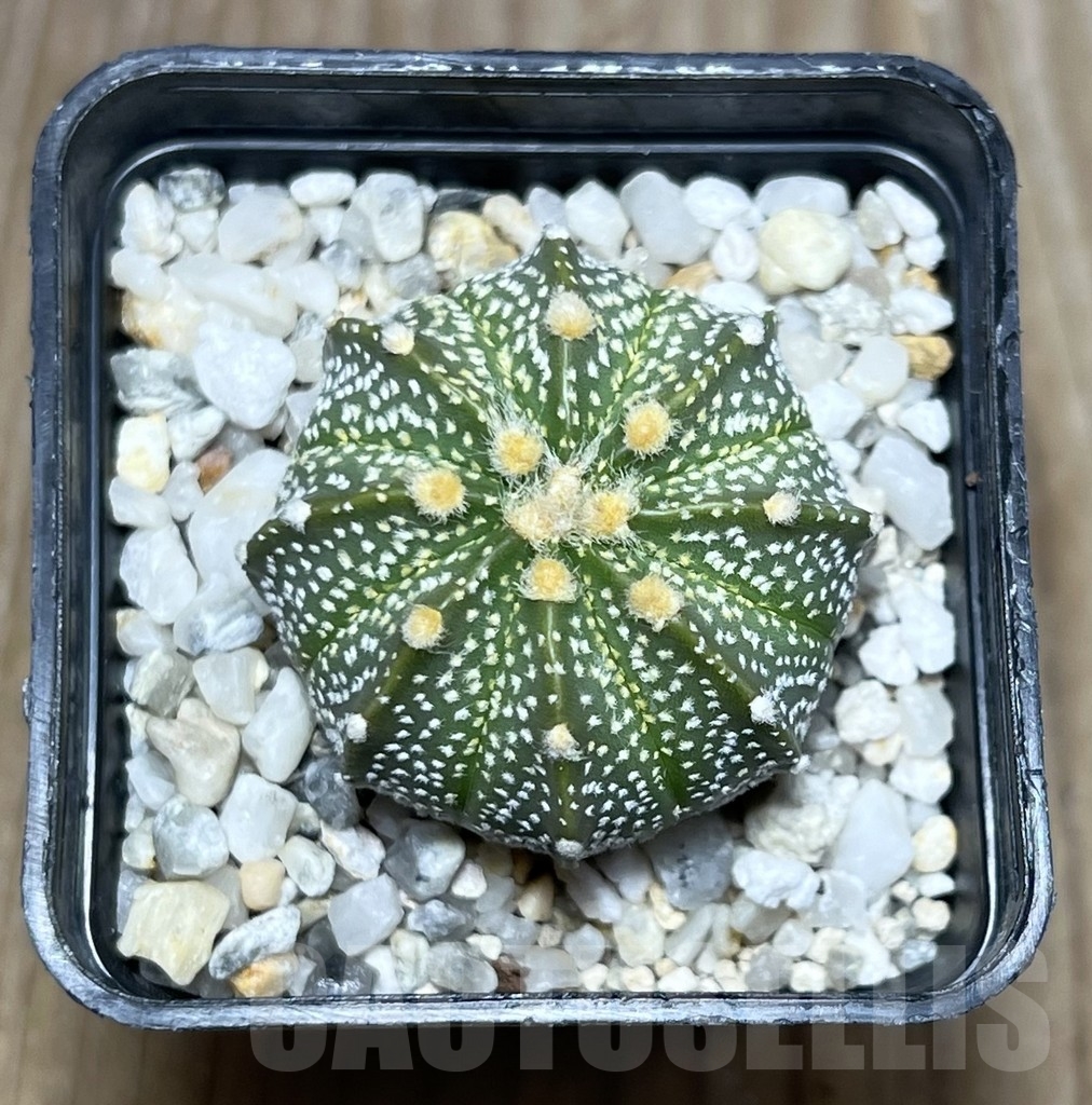 SHPR23355 Astrophytum asterias x capricorne - 画像 (2)