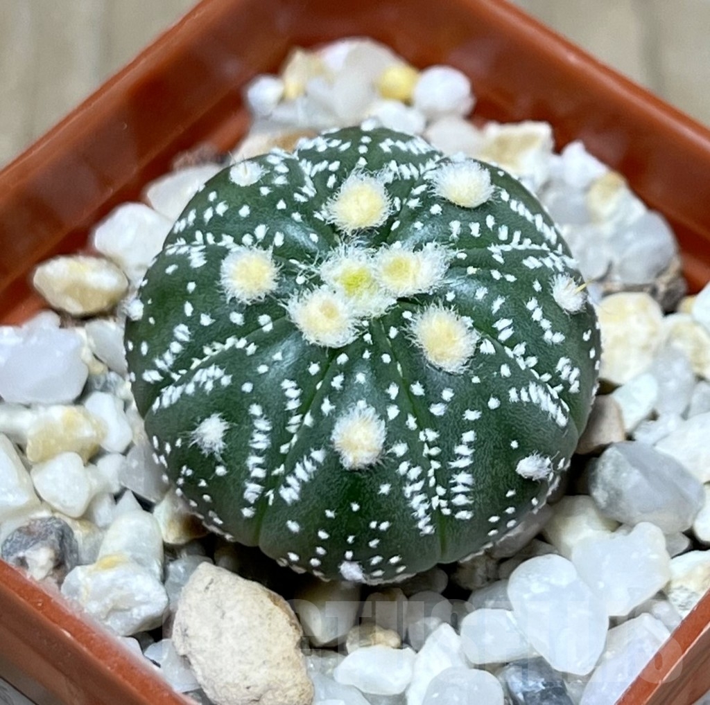 SHPR23356 Astrophytum asterias ‘Ooibo’