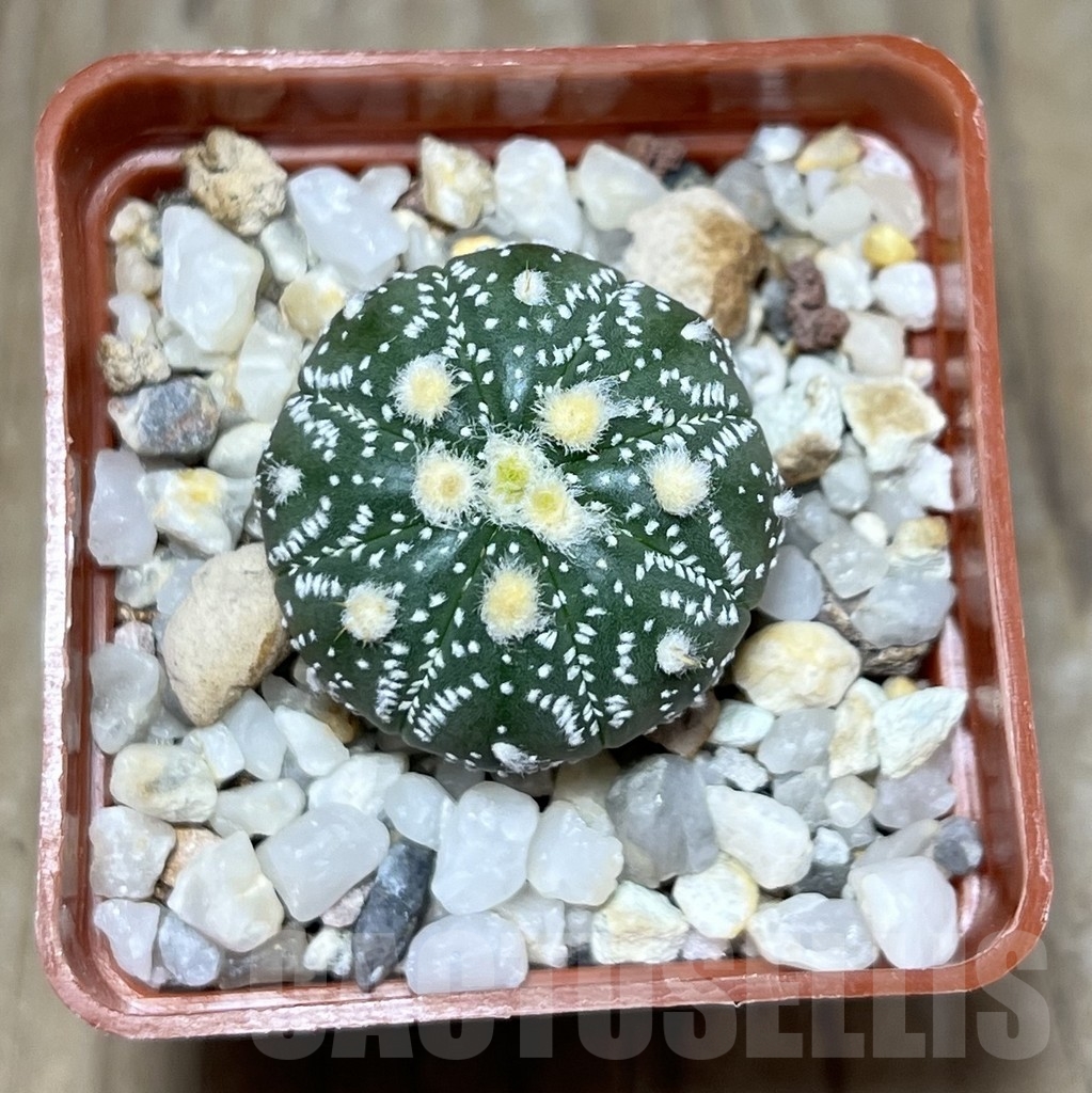 SHPR23356 Astrophytum asterias ‘Ooibo’ - 画像 (2)