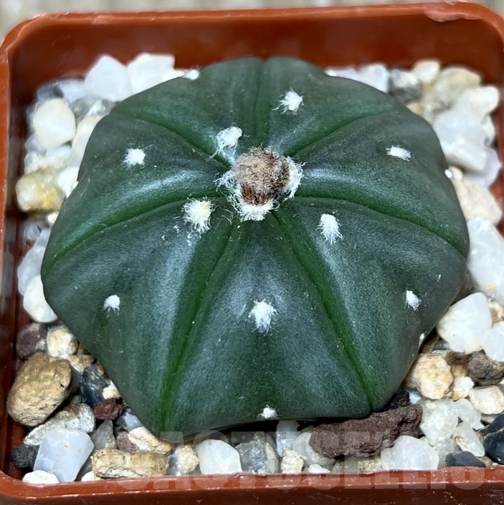 SHPR23357 Astrophytum asterias v. nudum, 7 -ribs