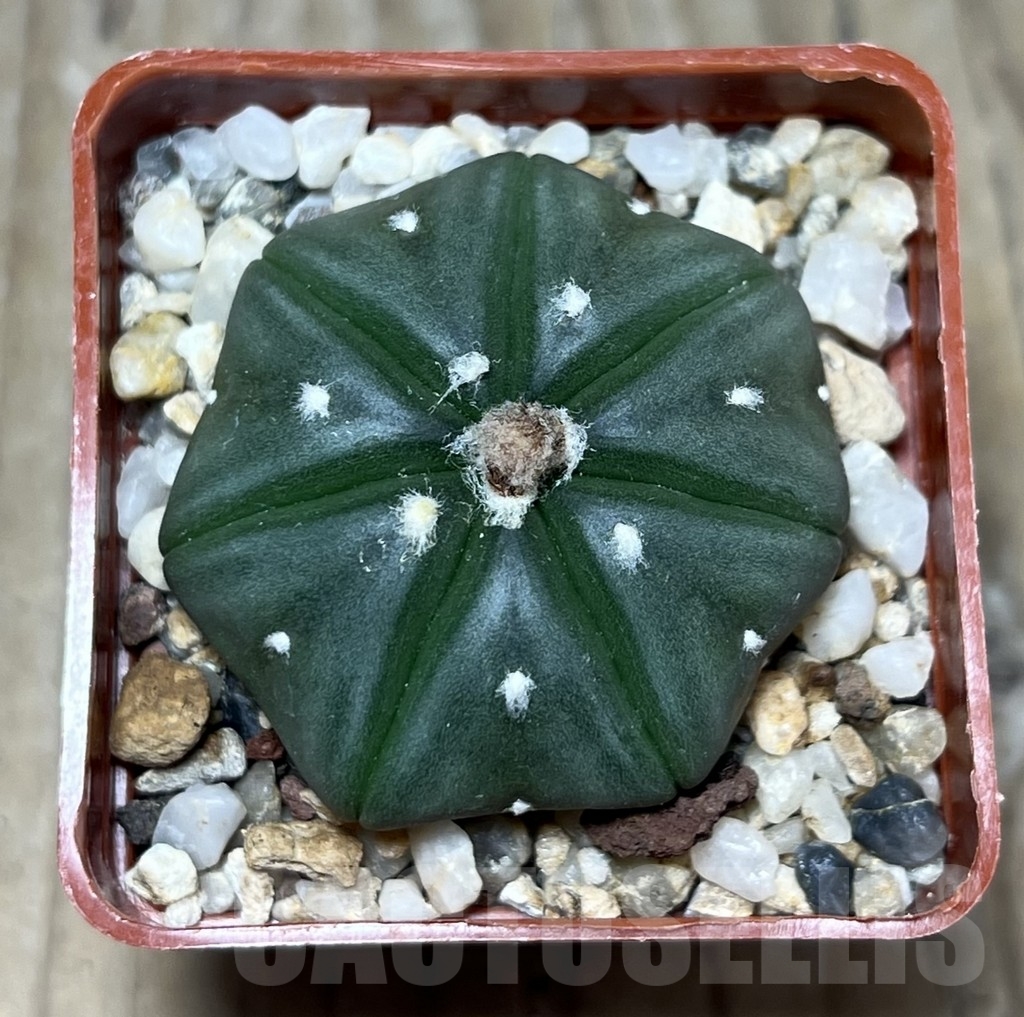 SHPR23357 Astrophytum asterias v. nudum, 7 -ribs - 画像 (2)