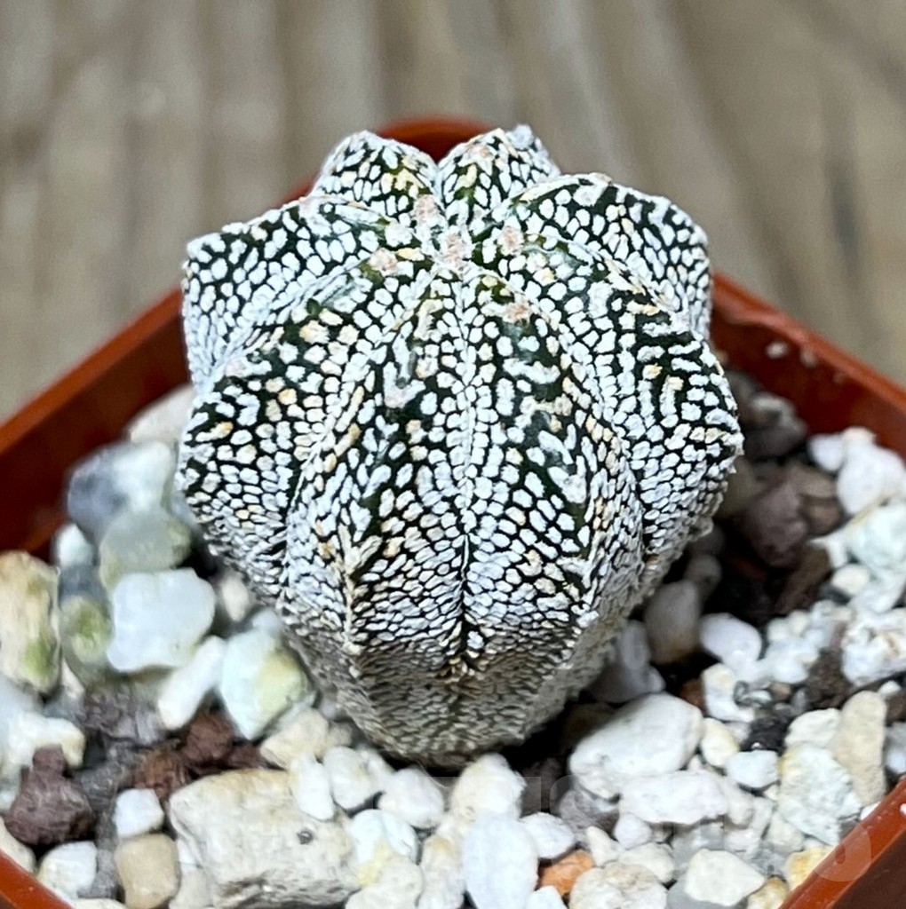 SHPR23358 Astrophytum asterias ‘Super Kabuto’ x myriostigma ‘Onzuka’