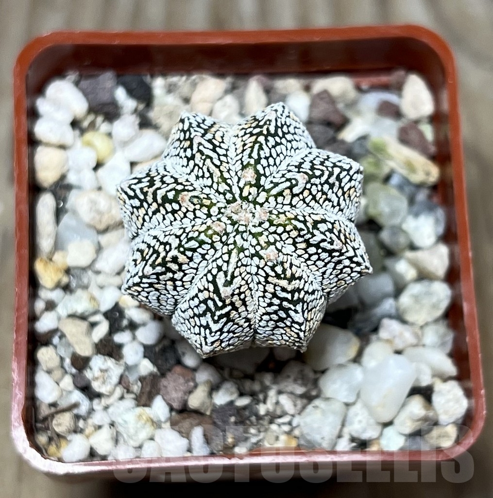 SHPR23358 Astrophytum asterias ‘Super Kabuto’ x myriostigma ‘Onzuka’ - Зображення 2