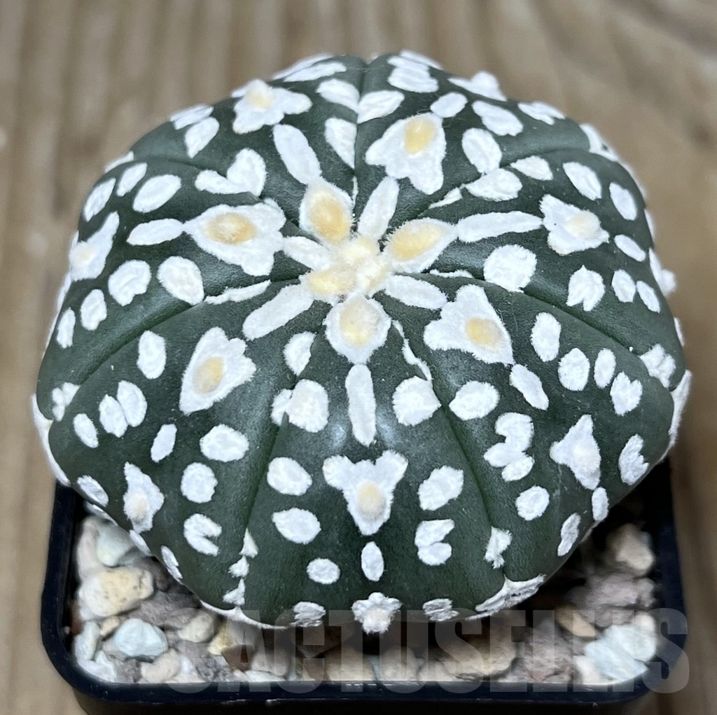 SHPR23359 Astrophytum asterias ‘Super Kabuto V-Type’ Star Shape - Зображення 2