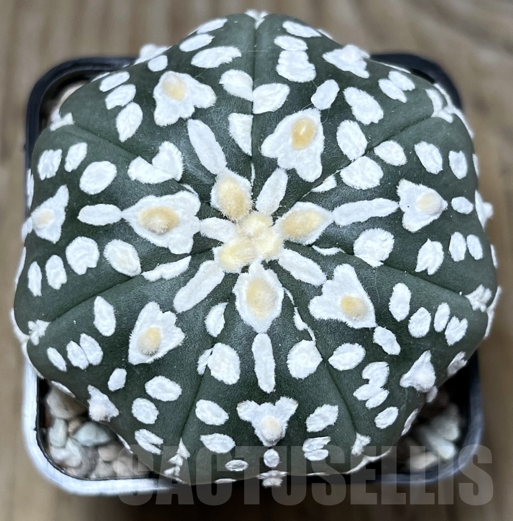 SHPR23359 Astrophytum asterias ‘Super Kabuto V-Type’ Star Shape