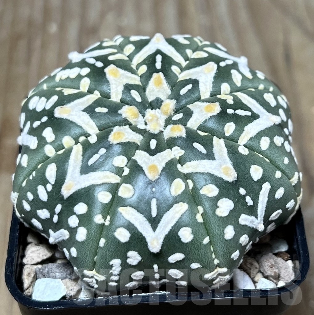 SHPR23361 Astrophytum asterias ‘Super Kabuto V-Type’ Star Shape - Зображення 2