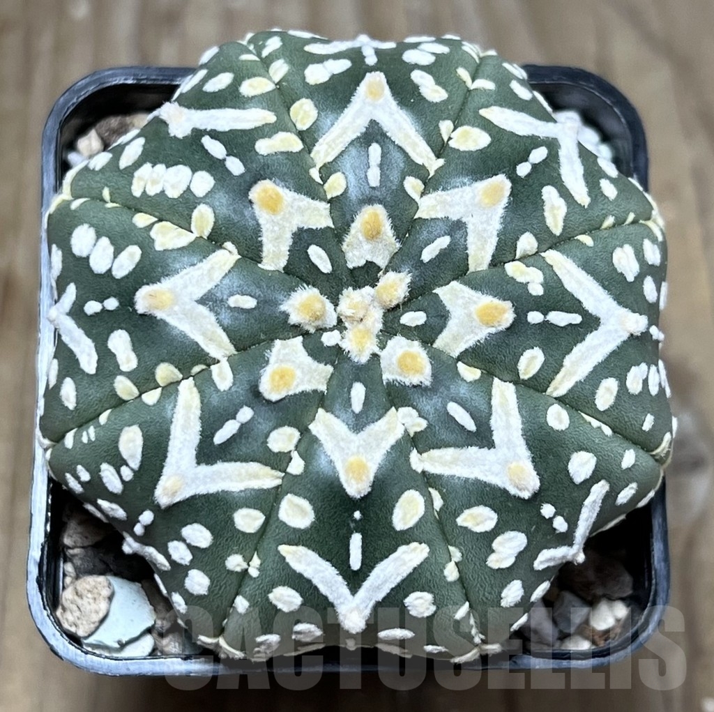 SHPR23361 Astrophytum asterias ‘Super Kabuto V-Type’ Star Shape