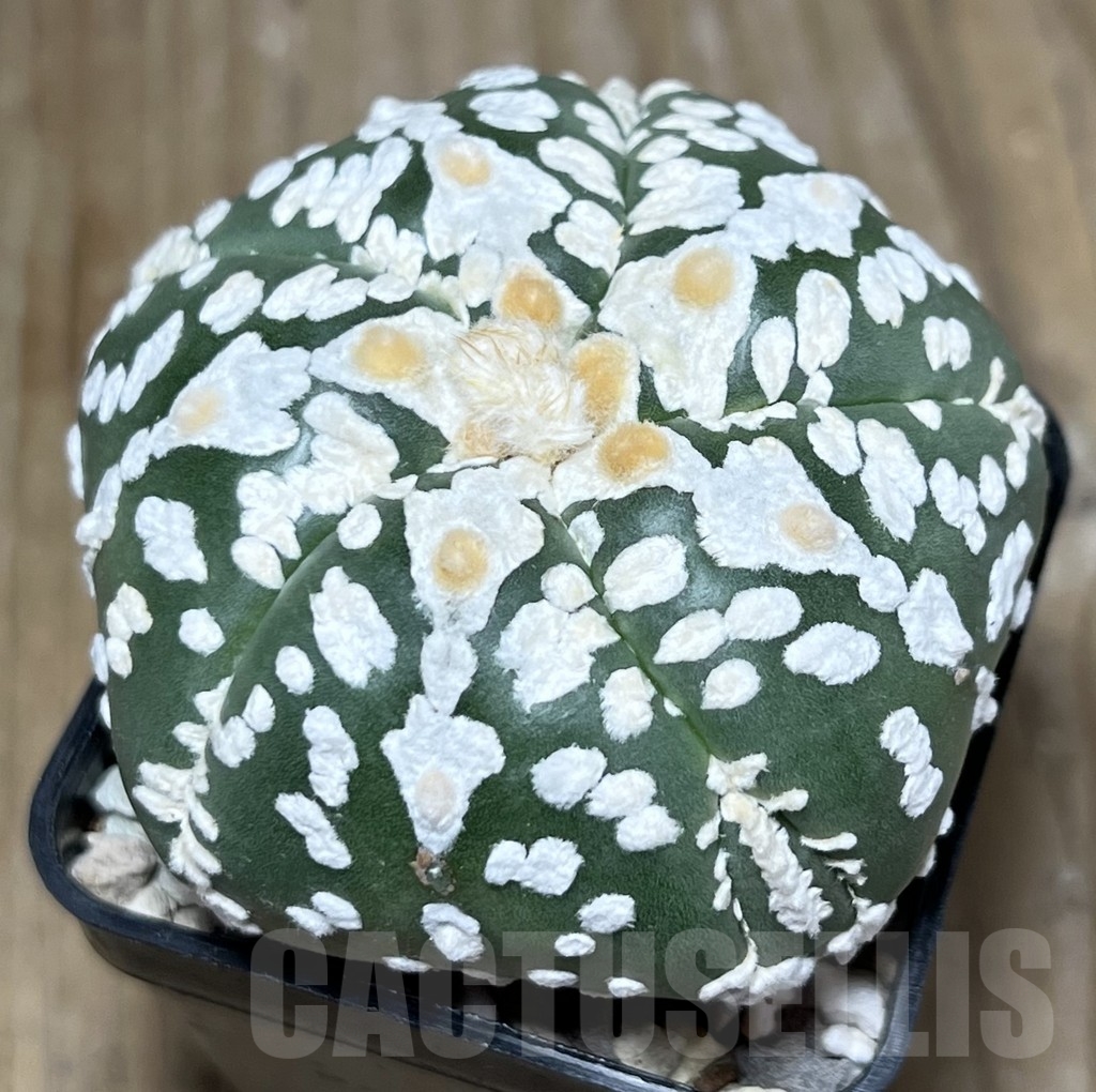 SHPR23363 Astrophytum asterias ‘Super Kabuto V-Type’, 5-ribs - immagine 2