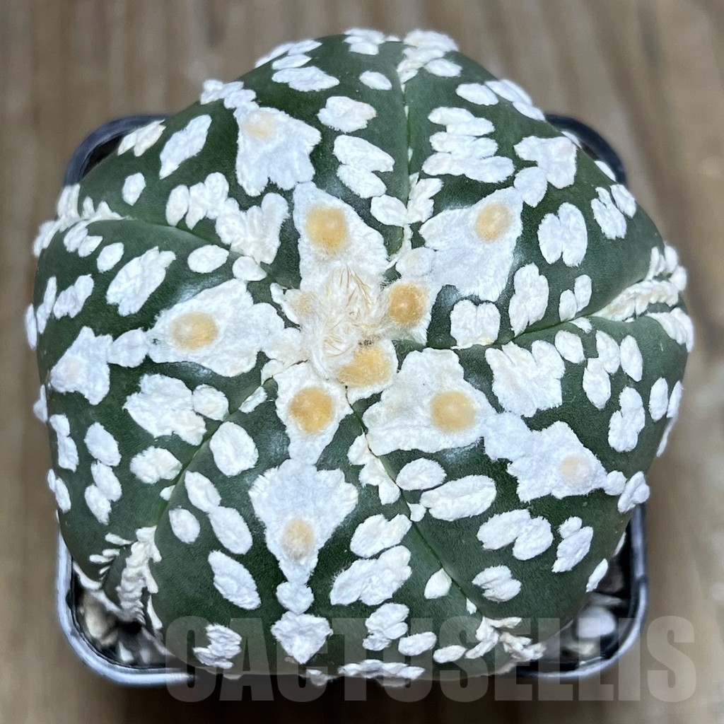 SHPR23363 Astrophytum asterias ‘Super Kabuto V-Type’, 5-ribs