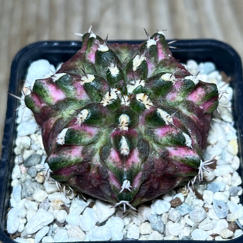 SHPR23388 Gymnocalycium mihanovichii ‘T-lux’, seedling